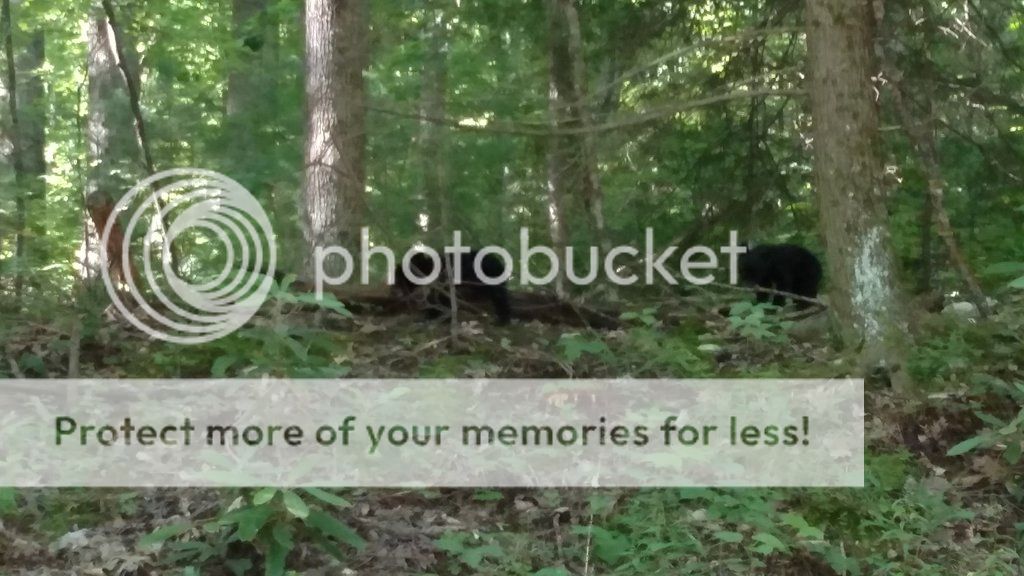 Bear protection 9mm, 40 S&W, 45 ACP? 24hourcampfire